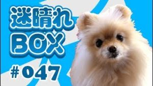 【迷晴れボックス#47】エントリーせねば。この強迫観念が負けトレードを量産させる。