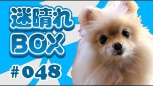 【迷晴れボックス#48】狂戦士と規律の甲冑