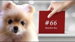 【迷ボ#66】目立つ「のぼり」は役に立つ、チャートの第一印象は大切。