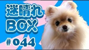 【迷晴れボックス#44】当たり前のことをバカになってちゃんとやる。