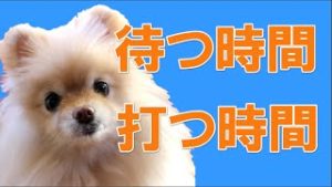 FX 波のサイズから、待つ時間、打つ時間を知る方法。