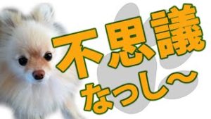 フィボナッチの核心、トレンドフォローで絶対に覚えておきたい２つの数字。