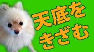 FX 天井圏のフラクタルな動きをスキャルできざむ。