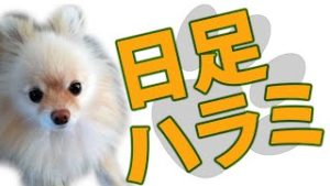 バイーンと上昇！日足ハラミブレイクはビッグチャンス相場。
