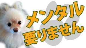 FXで勝つのに鋼のメンタルは要らない 。