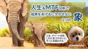 人生やMTF（マルチタイムフレーム）分析で成果をあげるに欠かせない２つの象。